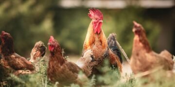 Gallinas ponedoras en sistema libre de jaulas desplazándose en galpón avícola.