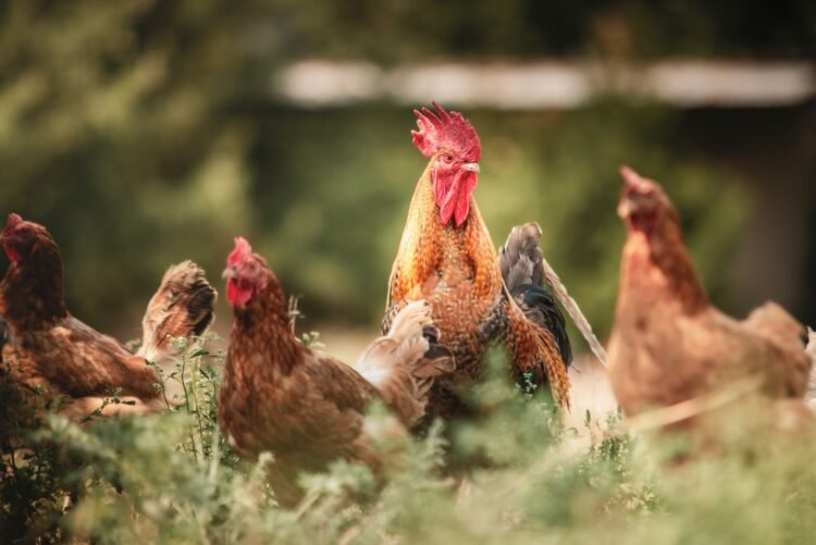 Gallinas ponedoras en sistema libre de jaulas desplazándose en galpón avícola.