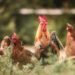 Gallinas ponedoras en sistema libre de jaulas desplazándose en galpón avícola.