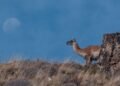 Guanaco en paisaje patagónico, especie reintroducida en el Parque Nacional El Impenetrable en Chaco.