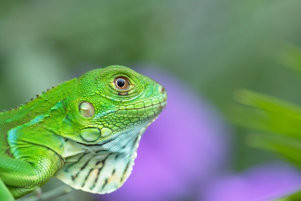Iguana en su hábitat natural, una de las especies más traficadas como mascota en el mundo.