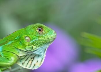 Iguana en su hábitat natural, una de las especies más traficadas como mascota en el mundo.