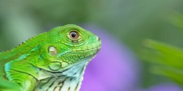 Iguana en su hábitat natural, una de las especies más traficadas como mascota en el mundo.