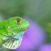Iguana en su hábitat natural, una de las especies más traficadas como mascota en el mundo.