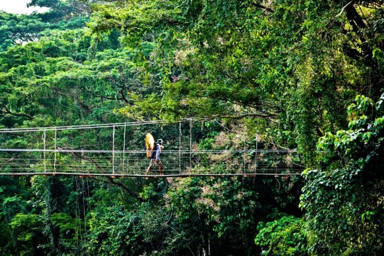 Grabador remoto de audio instalado en el dosel de un bosque tropical para monitorear biodiversidad mediante bioacústica.